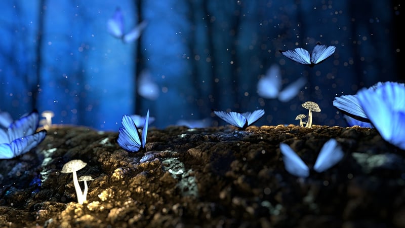 Enchanted Forest Photography